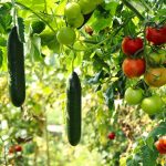 Un potager urbain