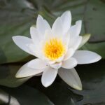 découvrez l'harmonie et la sérénité d'un jardin zen, un espace de méditation et de relaxation inspiré de la culture japonaise. plongez dans l'art du jardinage minimaliste et laissez-vous apaiser par la beauté naturelle de ces espaces dédiés à la tranquillité.