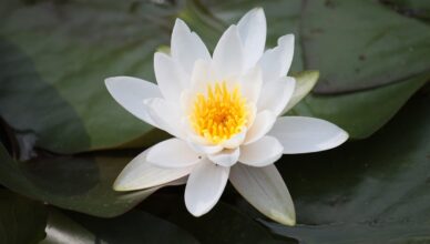 découvrez l'harmonie et la sérénité d'un jardin zen, un espace de méditation et de relaxation inspiré de la culture japonaise. plongez dans l'art du jardinage minimaliste et laissez-vous apaiser par la beauté naturelle de ces espaces dédiés à la tranquillité.