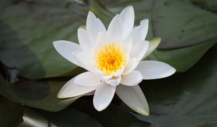 découvrez l'harmonie et la sérénité d'un jardin zen, un espace de méditation et de relaxation inspiré de la culture japonaise. plongez dans l'art du jardinage minimaliste et laissez-vous apaiser par la beauté naturelle de ces espaces dédiés à la tranquillité.